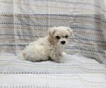 Image preview for Ad Listing. Nickname: Milo