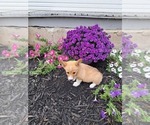 Small Photo #34 Pembroke Welsh Corgi Puppy For Sale in SHILOH, OH, USA