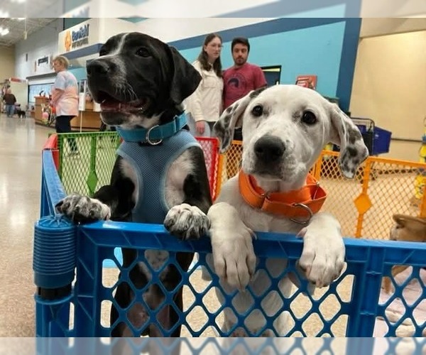 Medium Photo #5 Mutt Puppy For Sale in Wenonah, NJ, USA