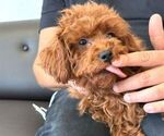 Small Photo #2 Poodle (Miniature) Puppy For Sale in LAS VEGAS, NV, USA