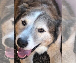 Patch - Male Siberian Husky-Unknown Mix Dog for Adoption - Photo #3