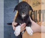 Small #2 Australian Shepherd Mix