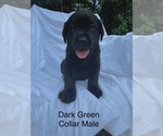 Puppy Dark green Labrador Retriever