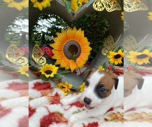 Jack Russell Terrier Litter for sale in LINCOLN, IL, USA