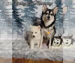 Small Photo #6 Pomsky Puppy For Sale in NILES, OH, USA