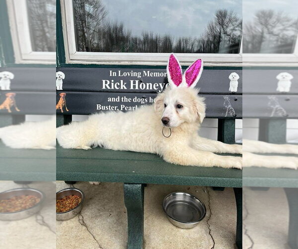 Medium Photo #4 Great Pyrenees Puppy For Sale in Osgood, IN, USA