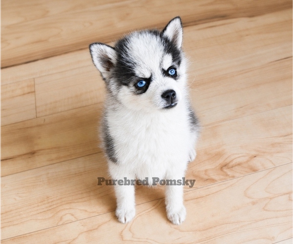 Medium Photo #3 Pomsky Puppy For Sale in KANSAS CITY, MO, USA