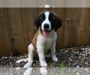 Saint Bernard Puppy for sale in BARNESVILLE, KS, USA