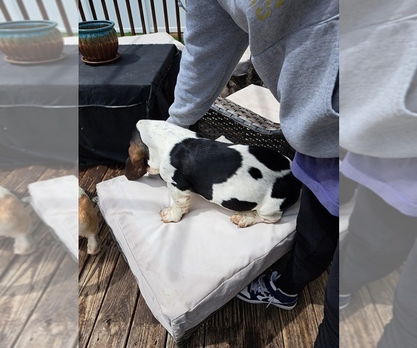 Medium Photo #2 Basset Hound Puppy For Sale in S CHESTERFLD, VA, USA