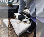 Small #1 Basset Hound