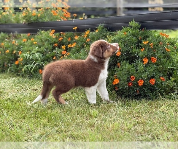 Medium Photo #5 Border Collie-Bordoodle Mix Puppy For Sale in AMES, IA, USA