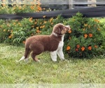 Small #4 Border Collie-Bordoodle Mix