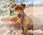 Small #5 Chocolate Labrador retriever Mix