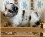 Small #8 Shetland Sheepdog