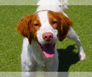 Brittany Dogs for adoption in Curwensville, PA, USA