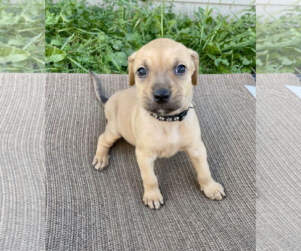Medium Photo #1 Labrador Retriever-Unknown Mix Puppy For Sale in Duluth, MN, USA