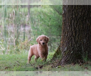 Medium Goldendoodle