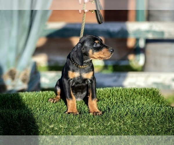 Medium Photo #4 Doberman Pinscher Puppy For Sale in GUSTINE, CA, USA