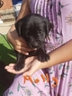 Small Photo #2 Labrador Retriever Puppy For Sale in RENO, NV, USA