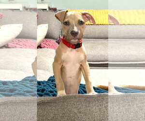 Mutt Dogs for adoption in Rockville, MD, USA