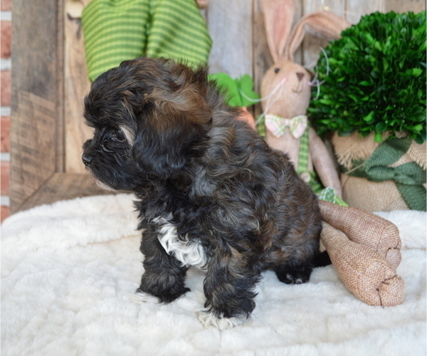 Medium Photo #6 Poodle (Miniature)-Shorkie Tzu Mix Puppy For Sale in HONEY BROOK, PA, USA