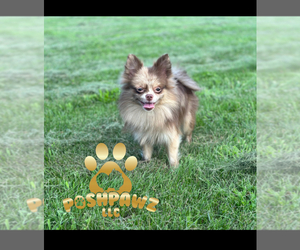 Mother of the Pomeranian puppies born on 09/15/2025