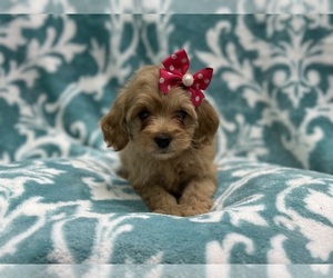 Cockapoo Puppy for sale in LAKELAND, FL, USA