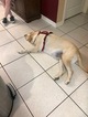 Small Photo #2 Labrador Retriever Puppy For Sale in GRAY, LA, USA