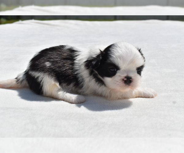 Medium Photo #1 Shih Tzu Puppy For Sale in PALM COAST, FL, USA