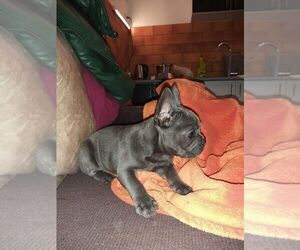 French Bulldog Puppy for sale in FULLERTON, CA, USA