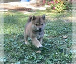 Small Photo #3 Shiba Inu Puppy For Sale in AVA, MO, USA