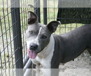 Mutt Dogs for adoption in Abbeville, LA, USA