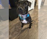 Small #3 American Staffordshire Terrier Mix