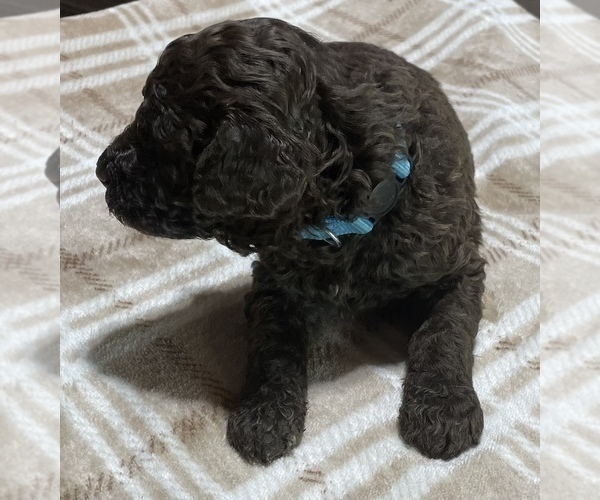 Medium Photo #4 Poodle (Standard) Puppy For Sale in PEYTON, CO, USA
