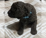 Small Photo #4 Poodle (Standard) Puppy For Sale in PEYTON, CO, USA