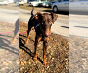 Doberman Pinscher Dogs for adoption in Buffalo, MN, USA