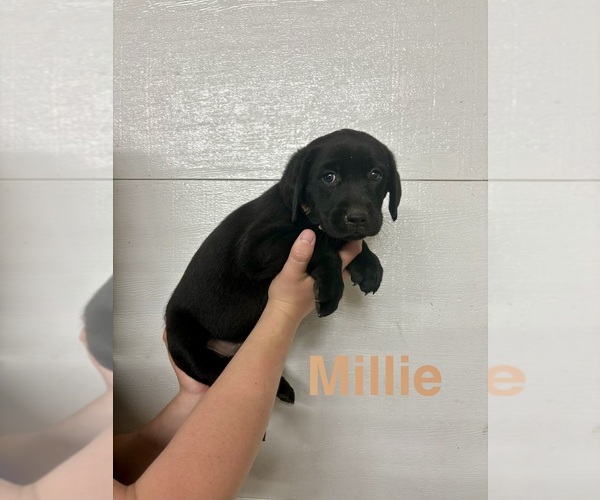 Medium Photo #3 Labrador Retriever Puppy For Sale in MIDLAND, OH, USA