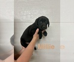 Small #2 Labrador Retriever