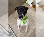 Small Pointer Mix