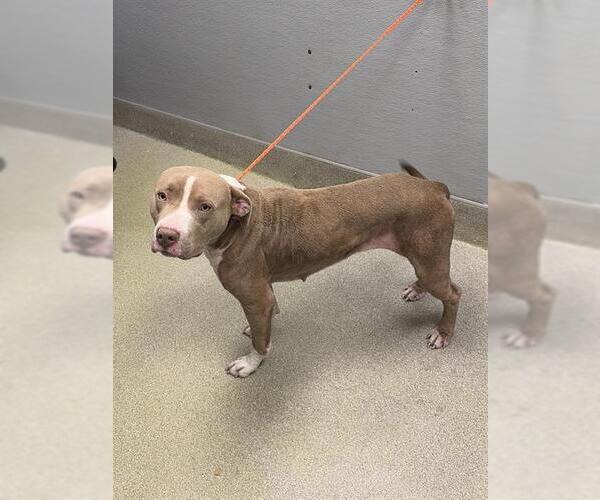 Medium Photo #1 Mutt Puppy For Sale in Las Vegas, NV, USA