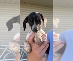 Small #3 Dachshund