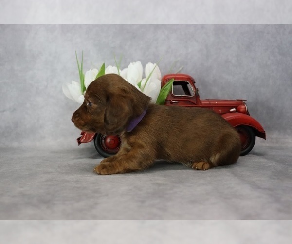 Medium Photo #2 Dachshund Puppy For Sale in BRADFORD, TN, USA