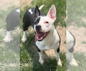 American Pit Bull Terrier Dogs for adoption in La Porte, IN, USA