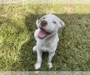 Lab-Pointer Dogs for adoption in The Woodlands, TX, USA