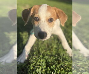 Mutt Dogs for adoption in Cliffwood, NJ, USA