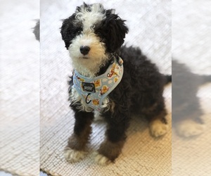 Bernedoodle (Miniature) Puppy for sale in HANOVER, NH, USA