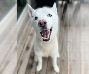 Siberian Husky Dogs for adoption in Omaha, NE, USA