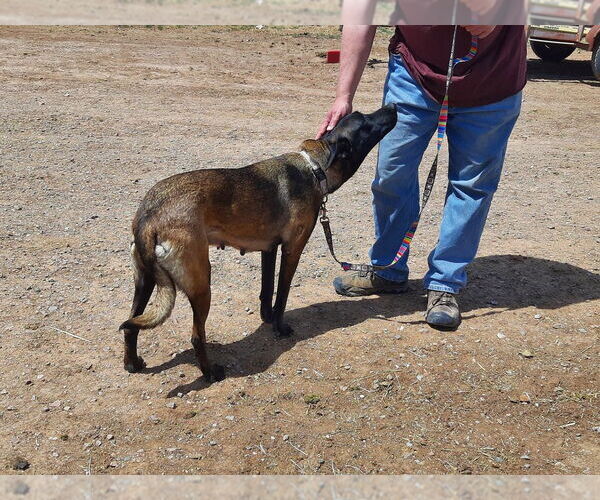 Medium Photo #3 Mutt Puppy For Sale in Imlay City, MI, USA