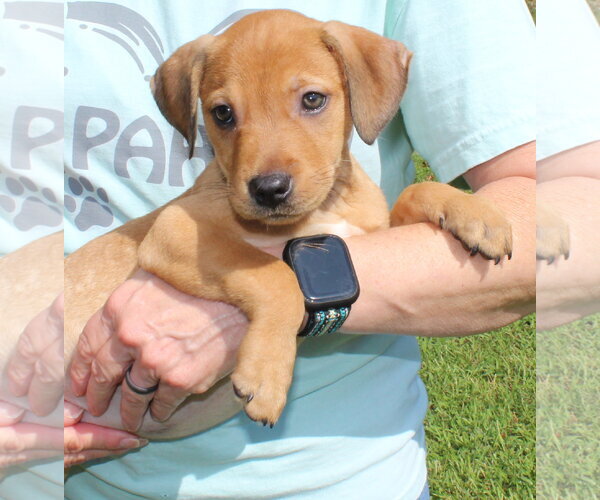 Medium Photo #2 Retriever -Unknown Mix Puppy For Sale in Prattville, AL, USA