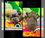Small Photo #4 French Bulldog Puppy For Sale in BELLVILLE, TX, USA